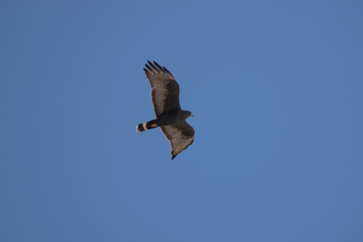 Zone-tailed Hawk - shobak kythakyapuzha