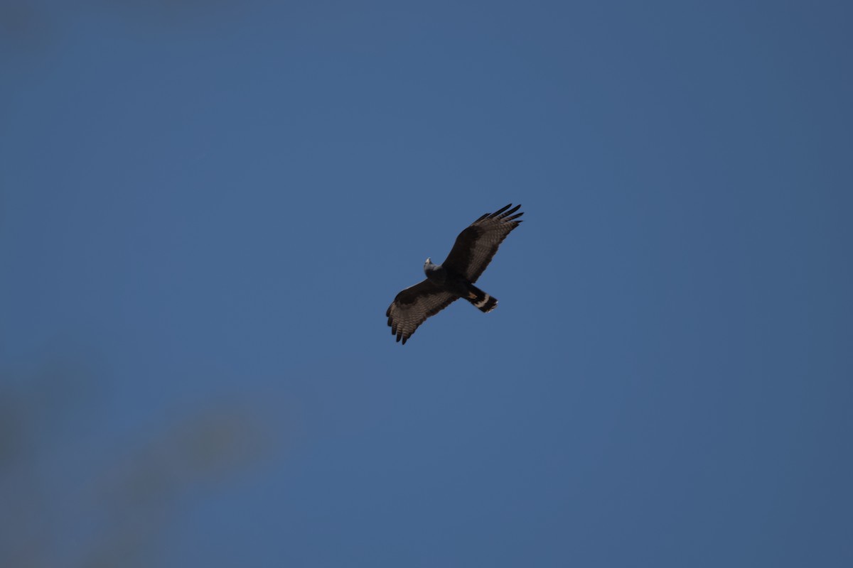 Zone-tailed Hawk - shobak kythakyapuzha