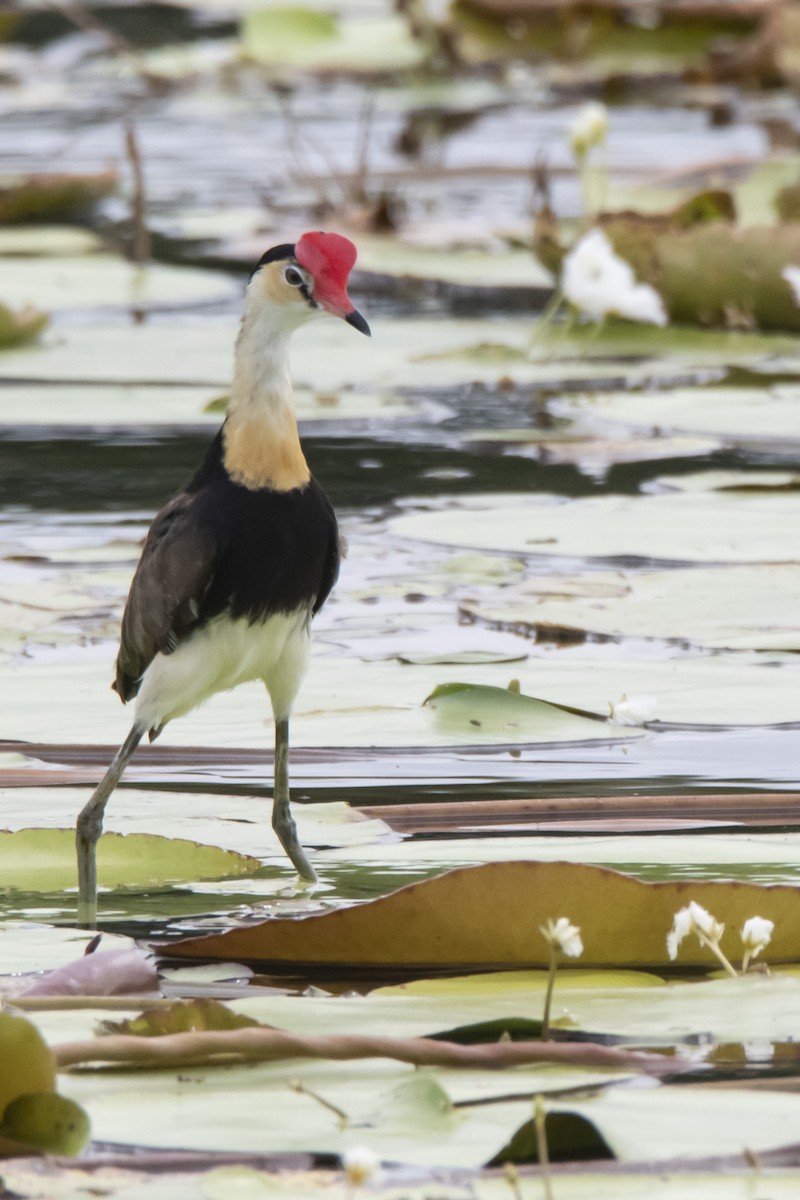 Jacana à crête - ML426248631