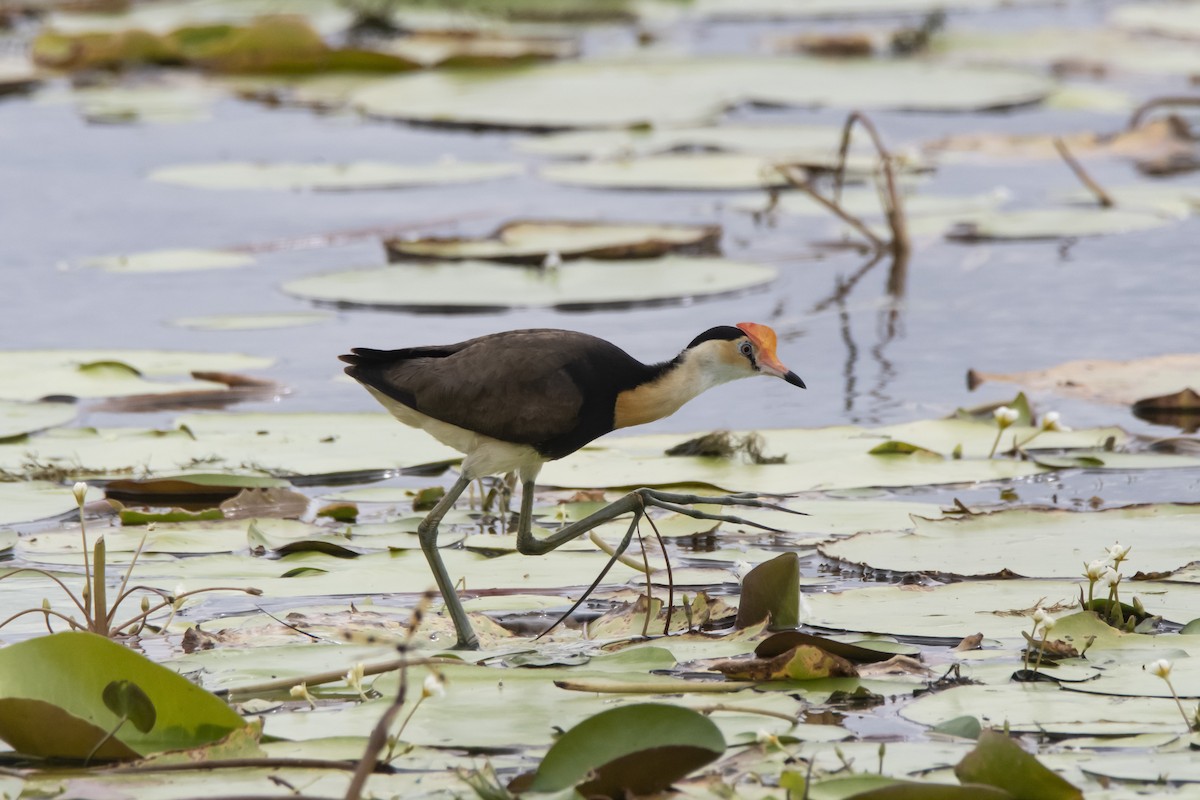 Comb-crested Jacana - ML426248641