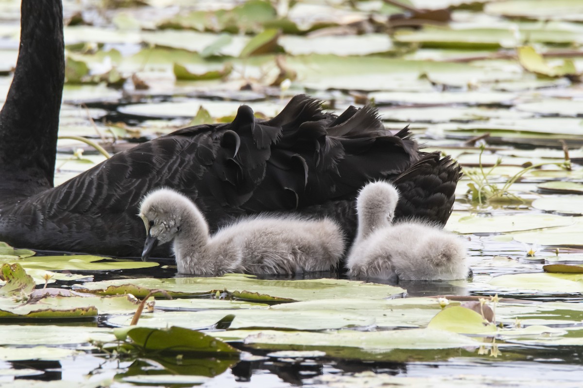 Cygne noir - ML426248661