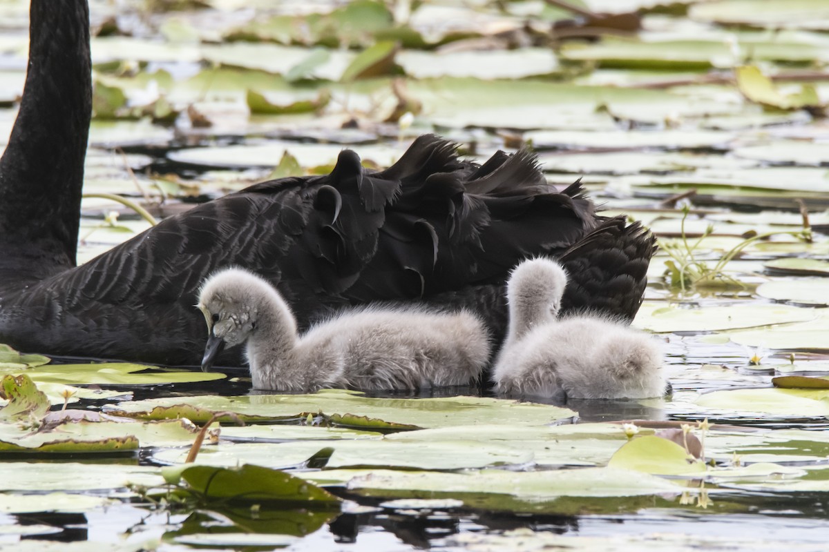 Black Swan - ML426248661