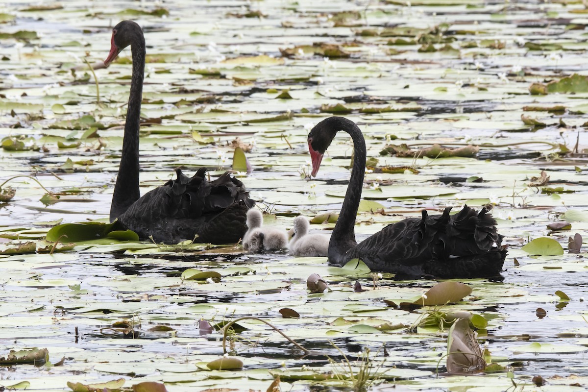 Black Swan - ML426248711