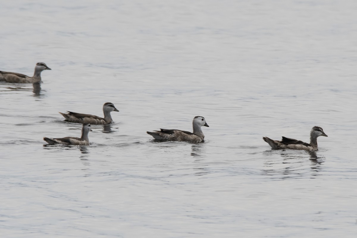 Cotton Pygmy-Goose - Owen  Lawton