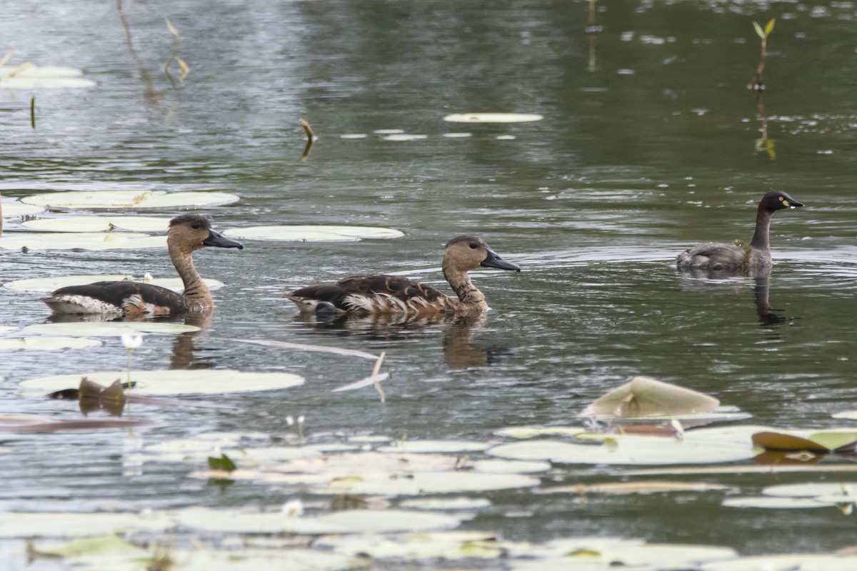 Wandering Whistling-Duck - ML426248791