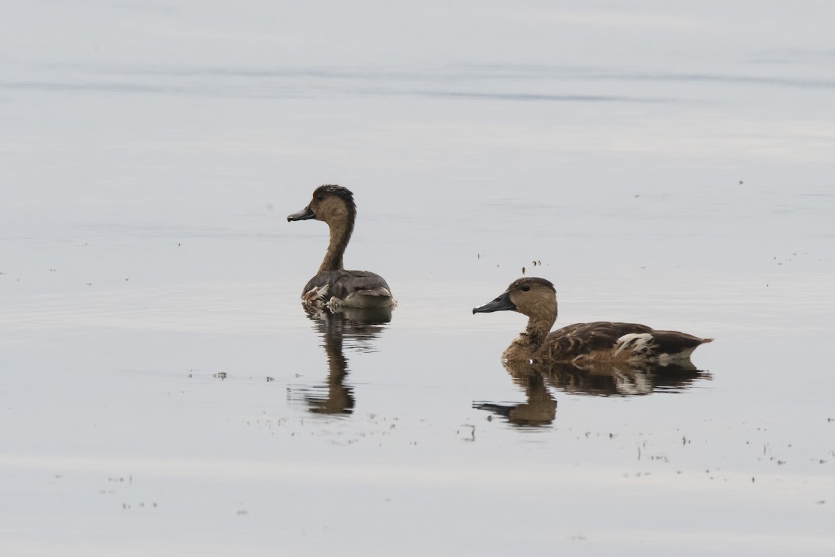 Wandering Whistling-Duck - ML426248841