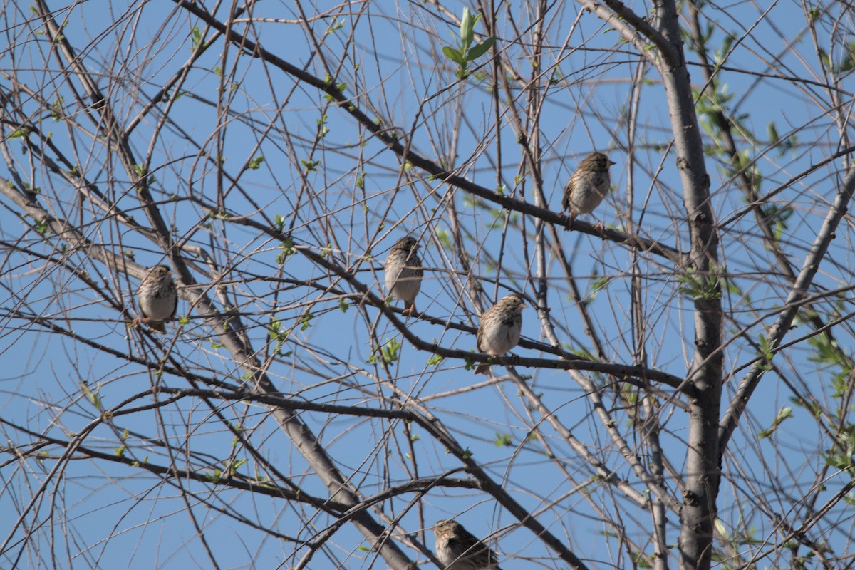 Savannah Sparrow - shobak kythakyapuzha