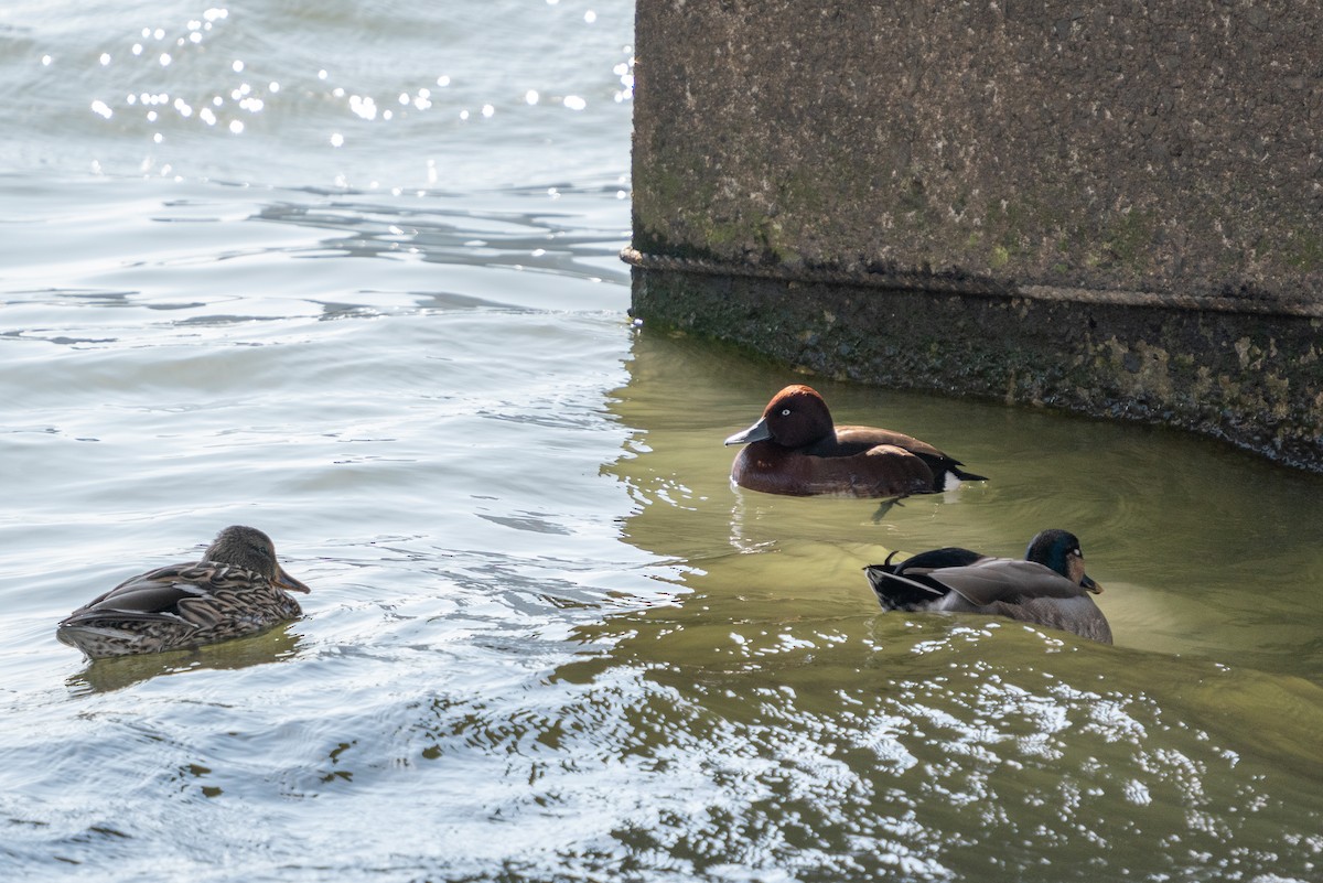 Ferruginous Duck - Andy Lee