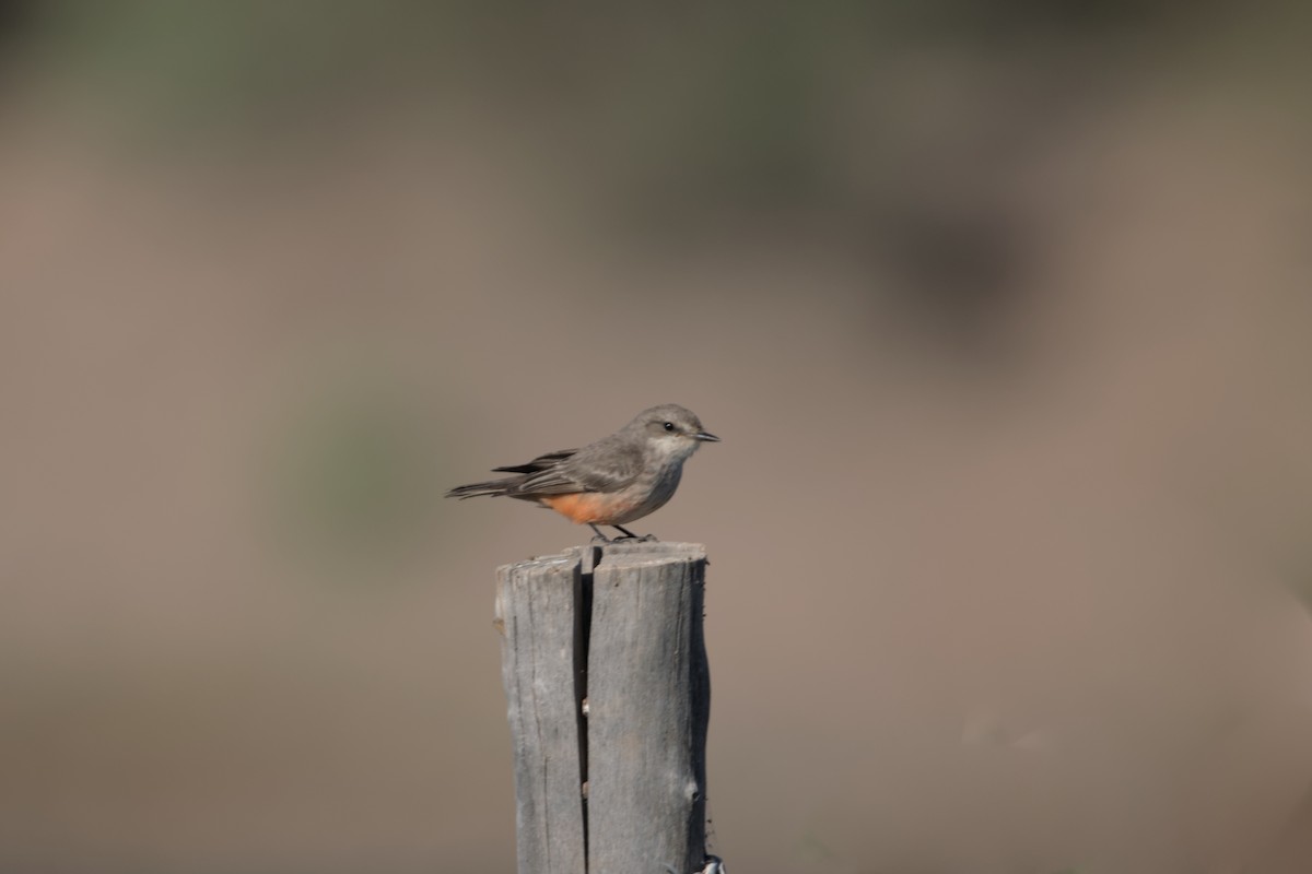 Vermilion Flycatcher - ML426250851