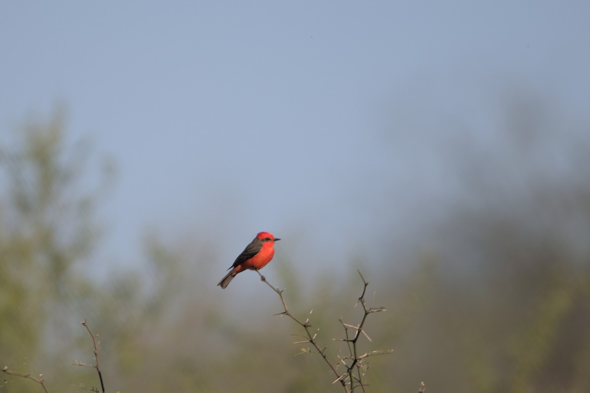 Vermilion Flycatcher - ML426250861