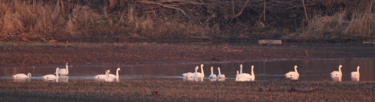 Tundra Swan (Whistling) - Tim Lenz