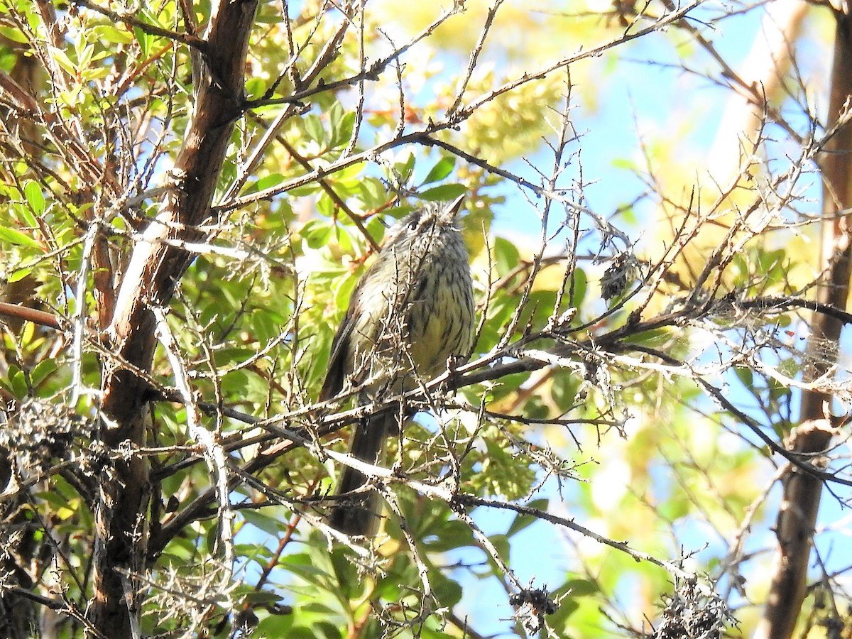 Tufted Tit-Tyrant - ML426253521