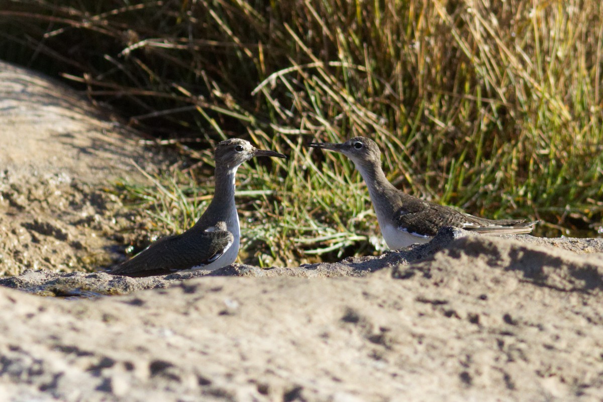 Common Sandpiper - ML426253831