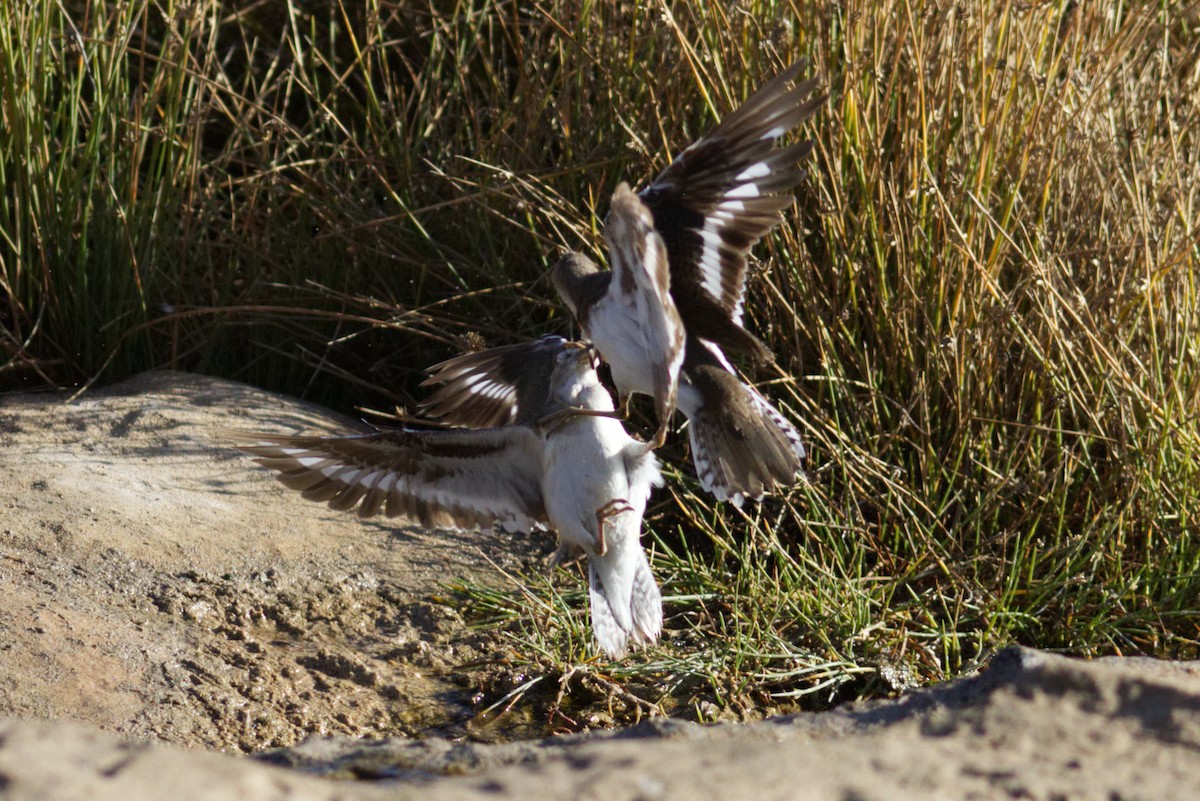 Common Sandpiper - ML426253841