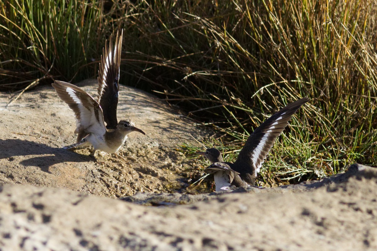 Common Sandpiper - ML426253851