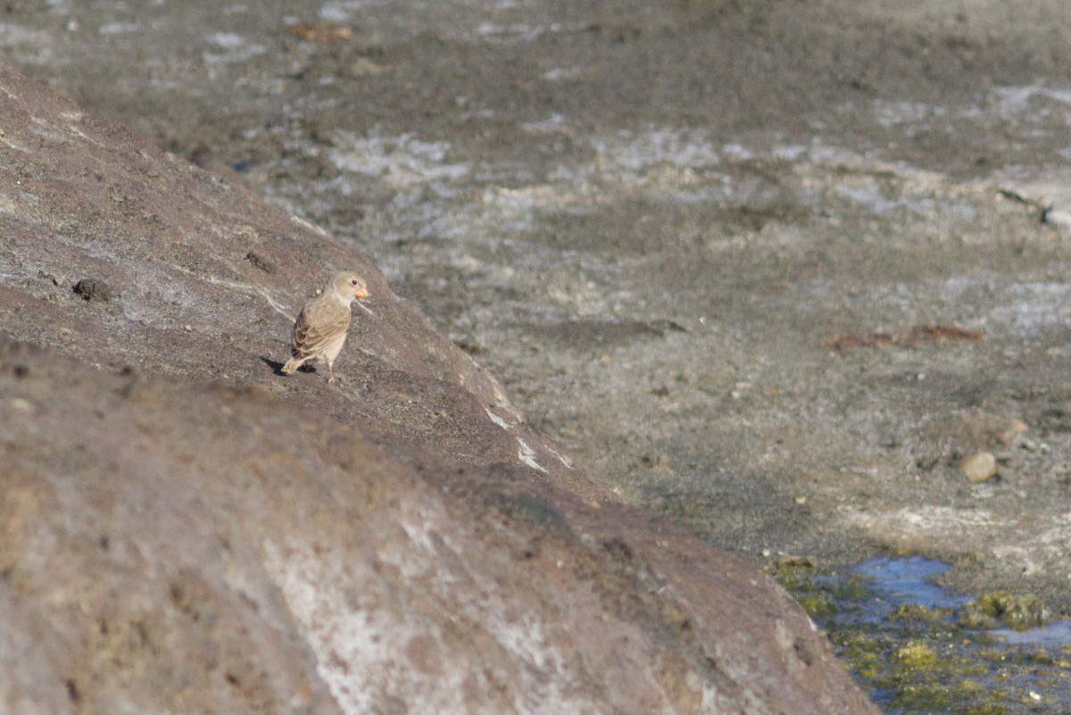 Trumpeter Finch - ML426253861