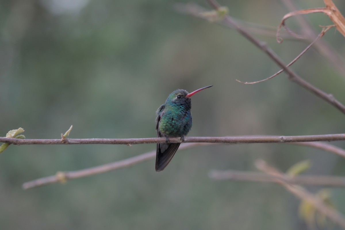 Broad-billed Hummingbird - ML426254061