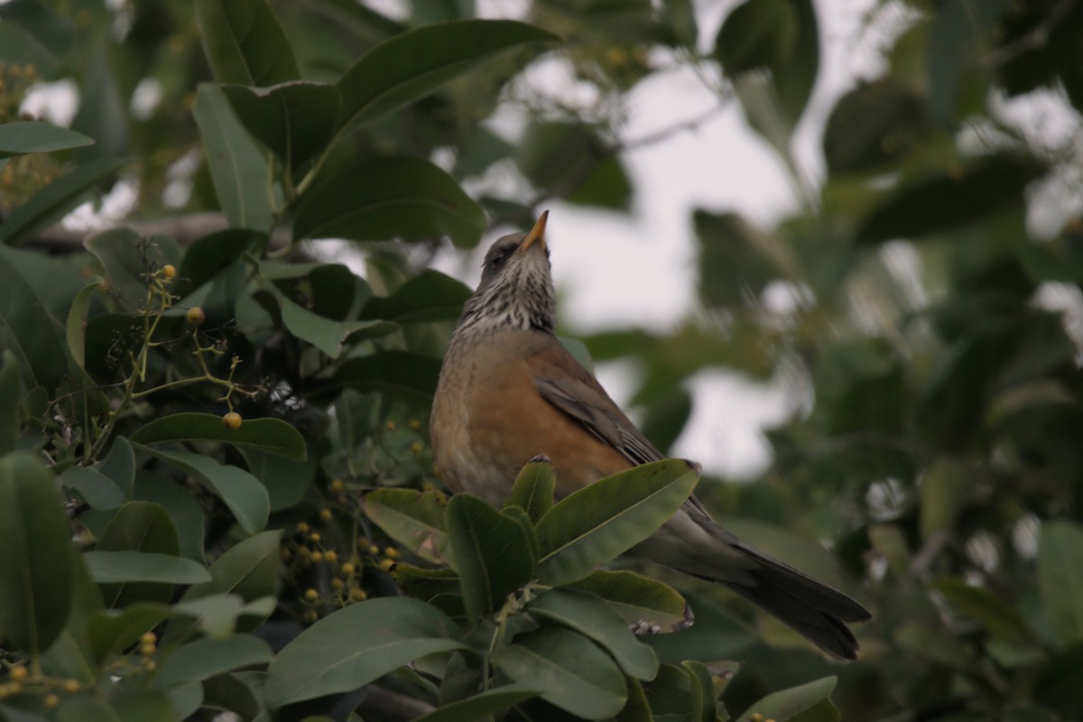 Rufous-backed Robin - shobak kythakyapuzha