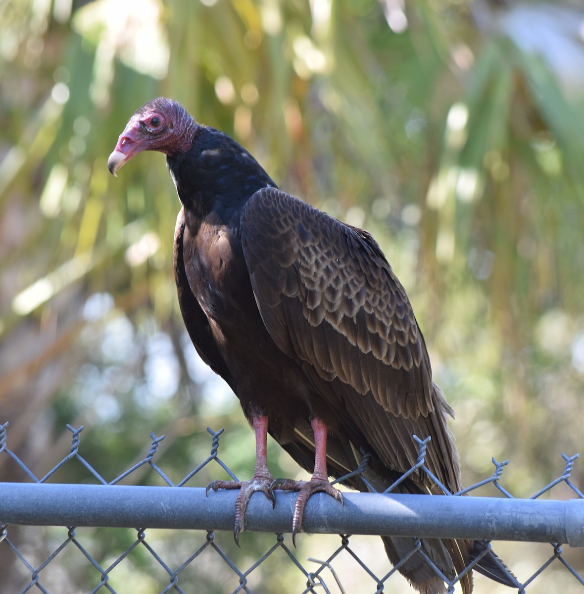 Turkey Vulture - ML426254521