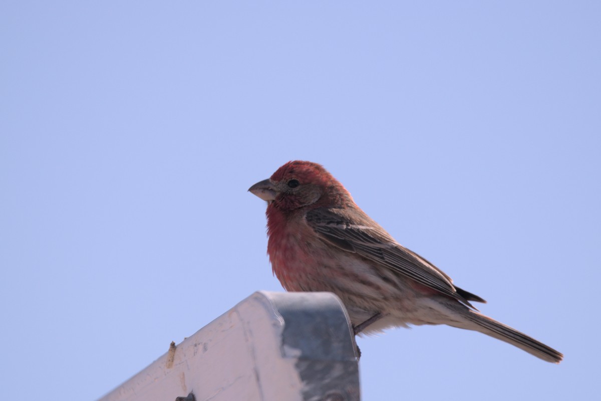 House Finch - ML426254711