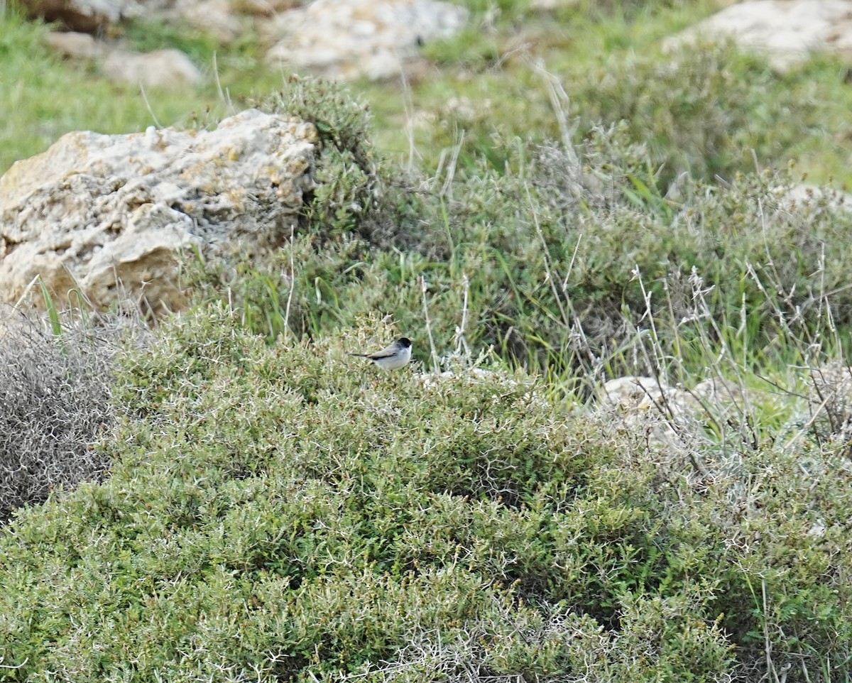 Sardinian Warbler - Phyllis Weintraub