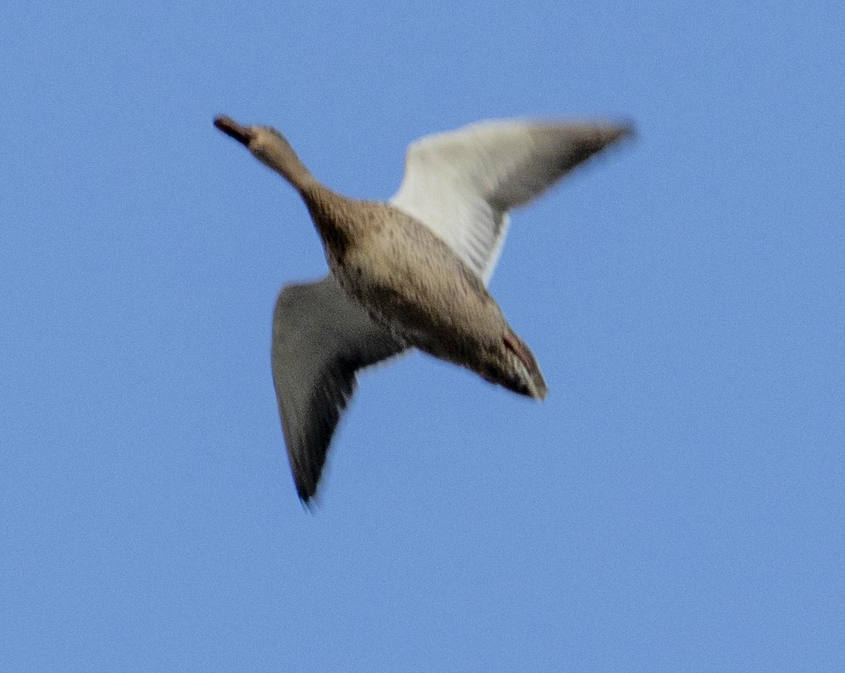 Canard colvert - ML426255321