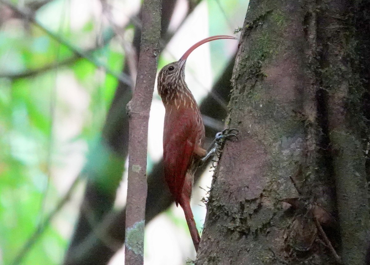 Curve-billed Scythebill - jerry pruett