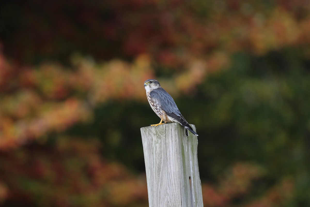 dřemlík tundrový (ssp. columbarius) - ML426256231