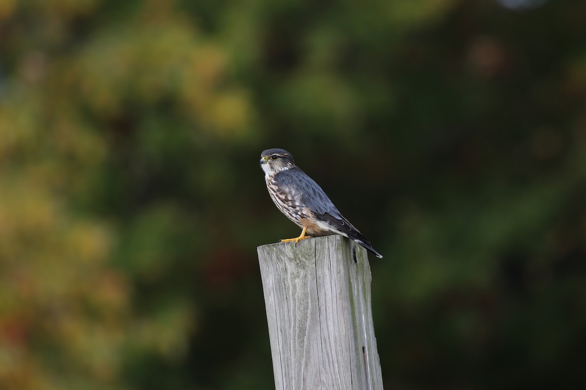 Merlin (Taiga) - Lauri Mattle