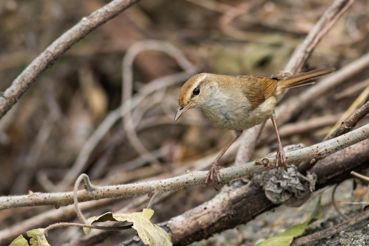 Manchurian Bush Warbler - Chin-wei Su