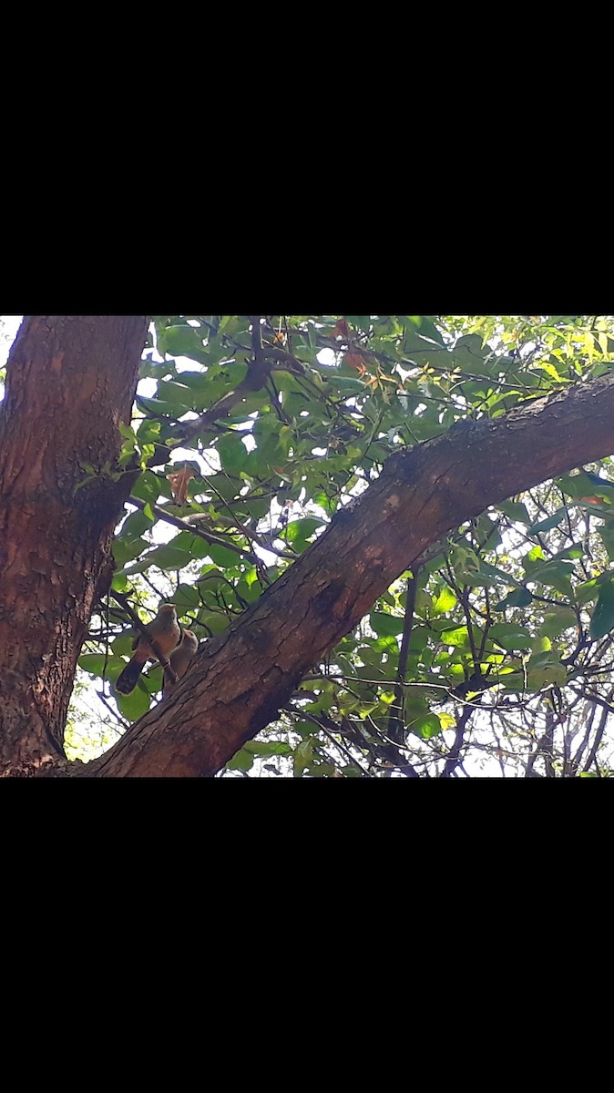 Yellow-billed Babbler - ML426256461