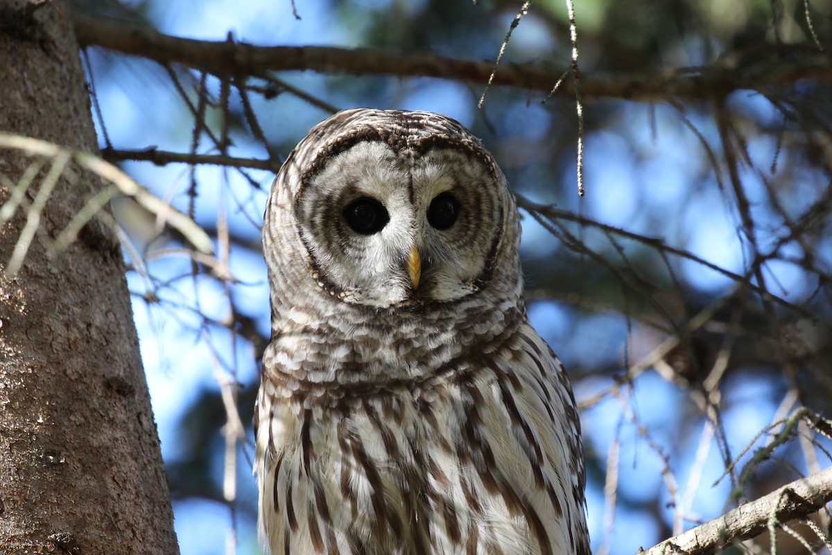 Barred Owl - ML426257351