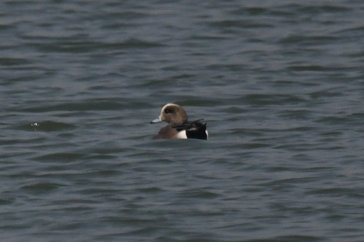 American Wigeon - Kuan Chieh/貫捷 (Chuck) Hung/洪