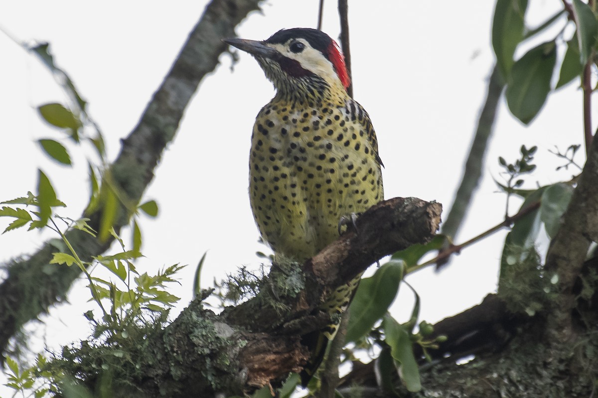 Green-barred Woodpecker - ML426258101