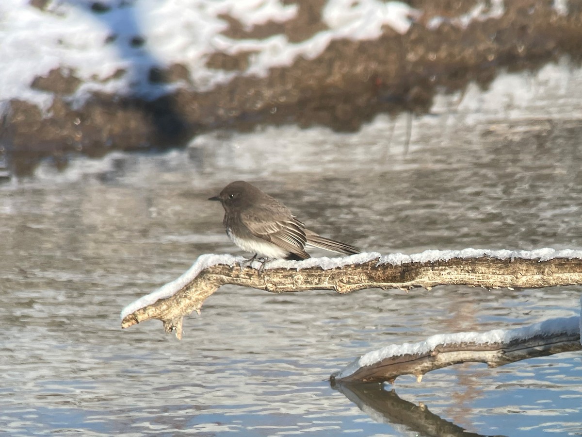 Black Phoebe - ML426258641