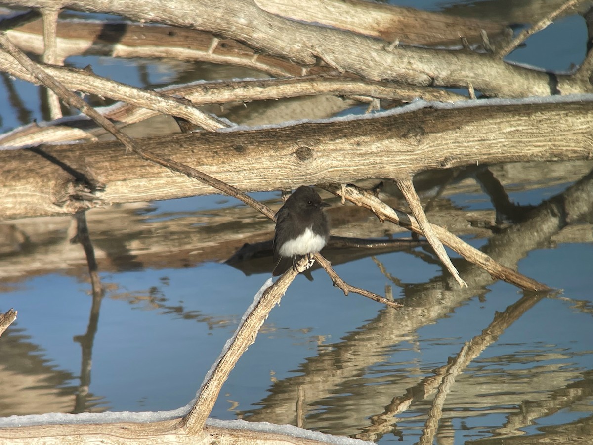 Black Phoebe - ML426258661