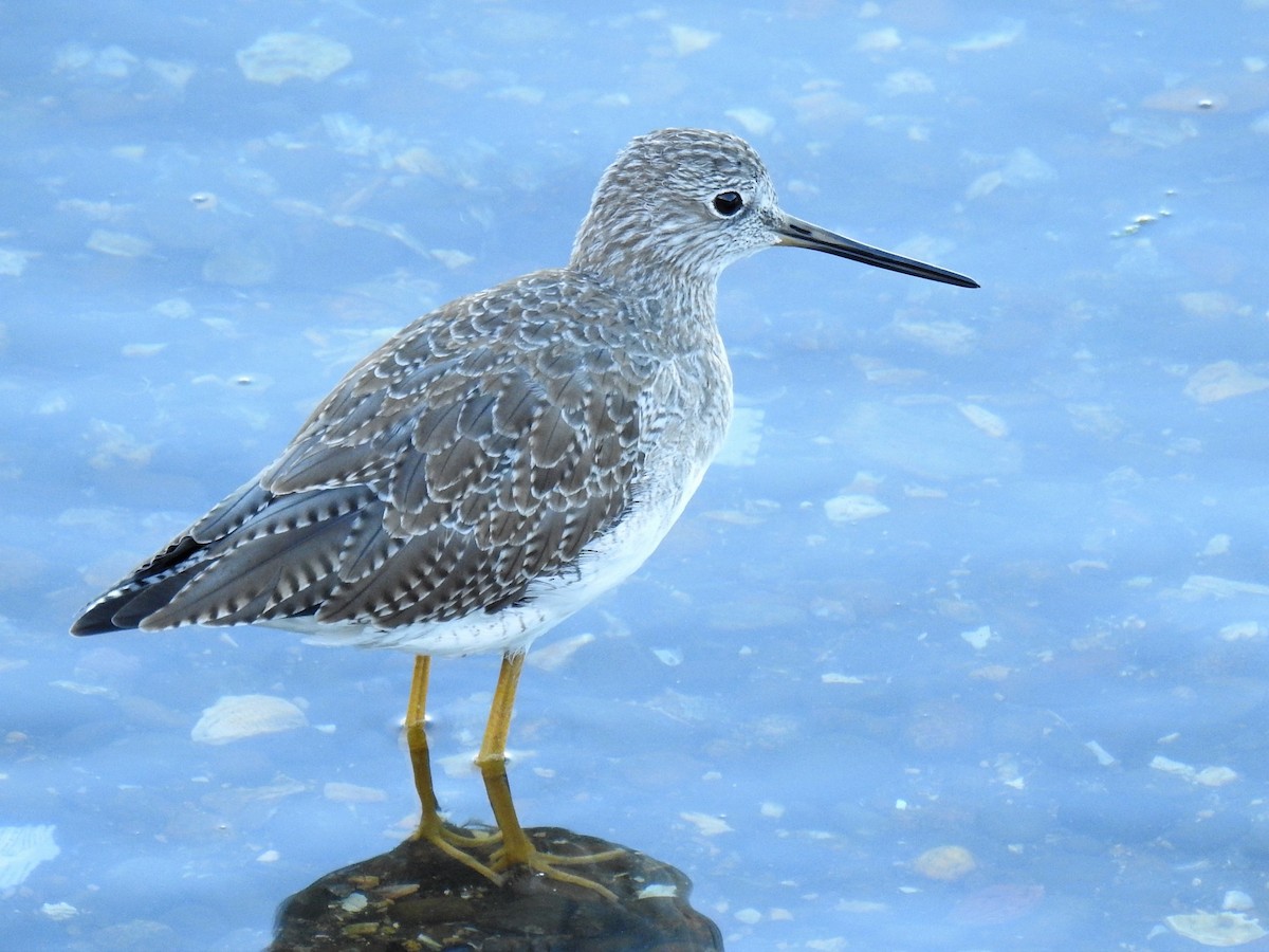 Greater Yellowlegs - ML426259091