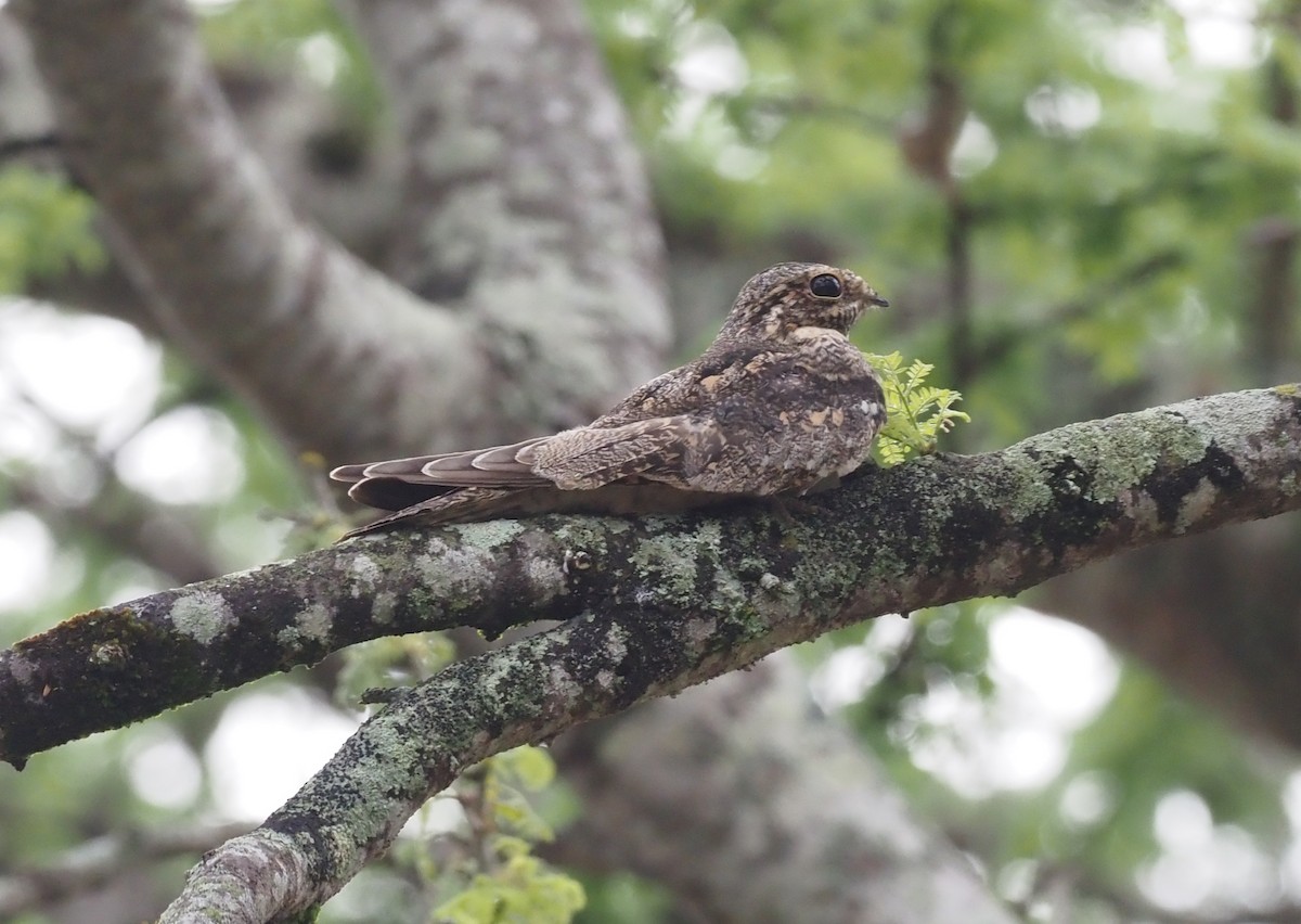 Lesser Nighthawk - ML426259411