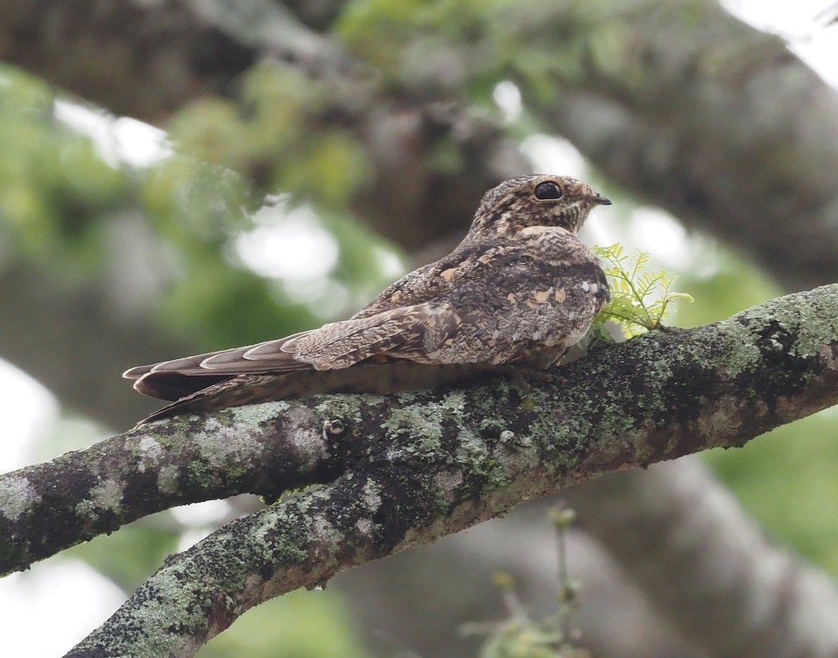 Lesser Nighthawk - ML426259611