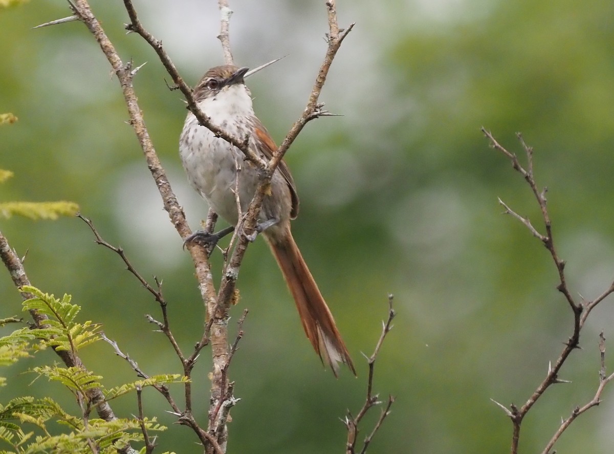 Chinchipe Spinetail - ML426259661