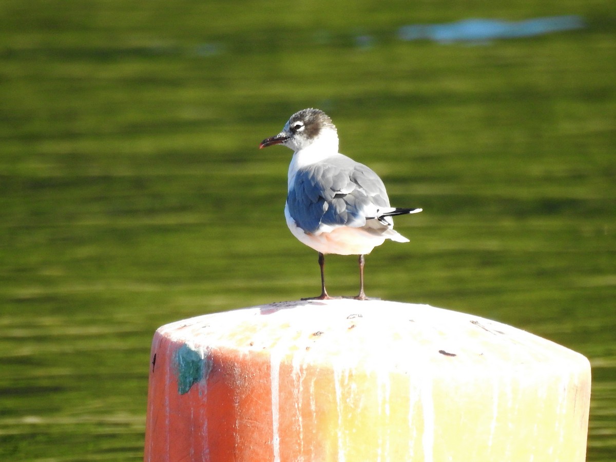 Franklin's Gull - ML426259701