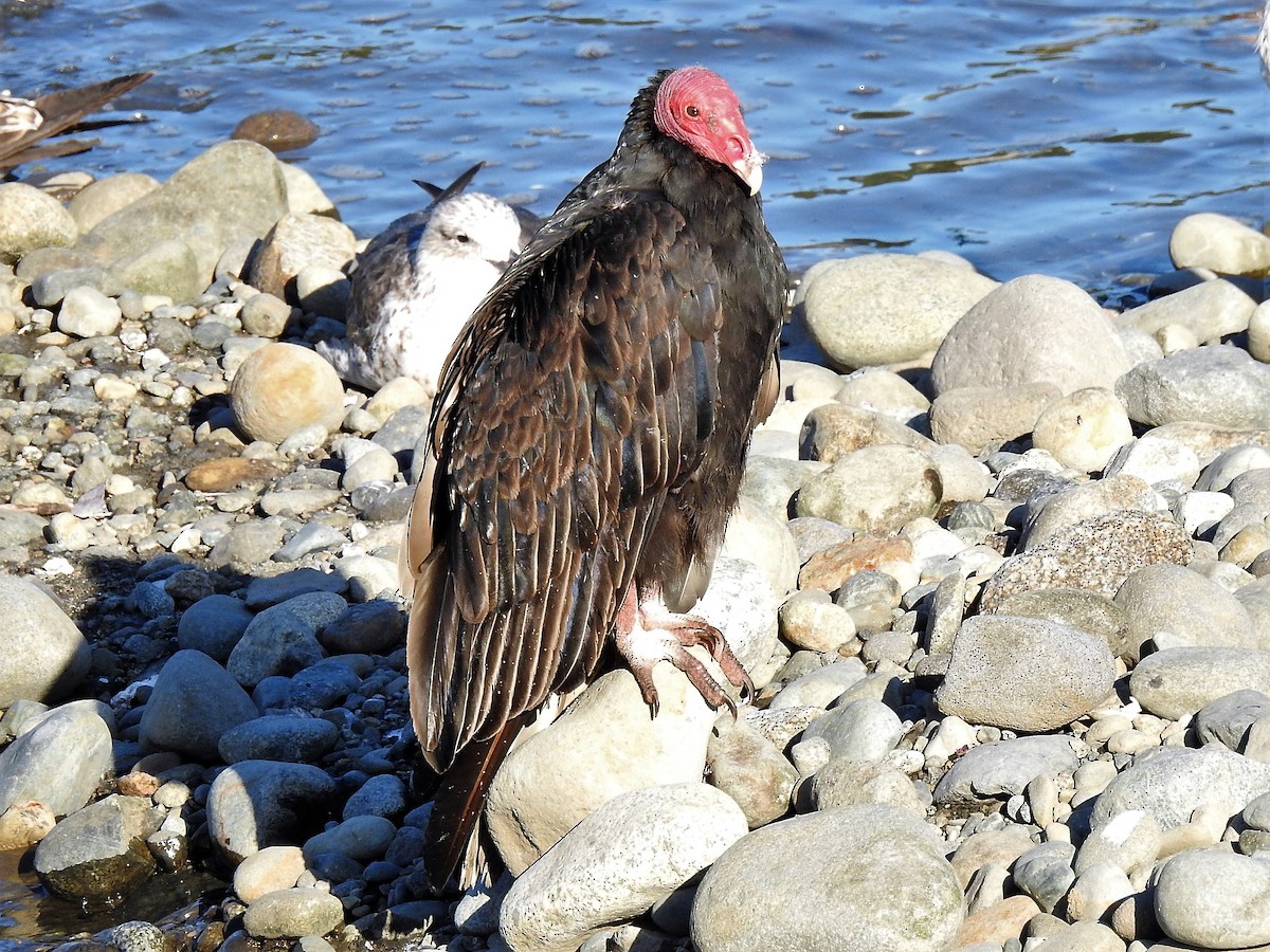 Turkey Vulture - ML426259801