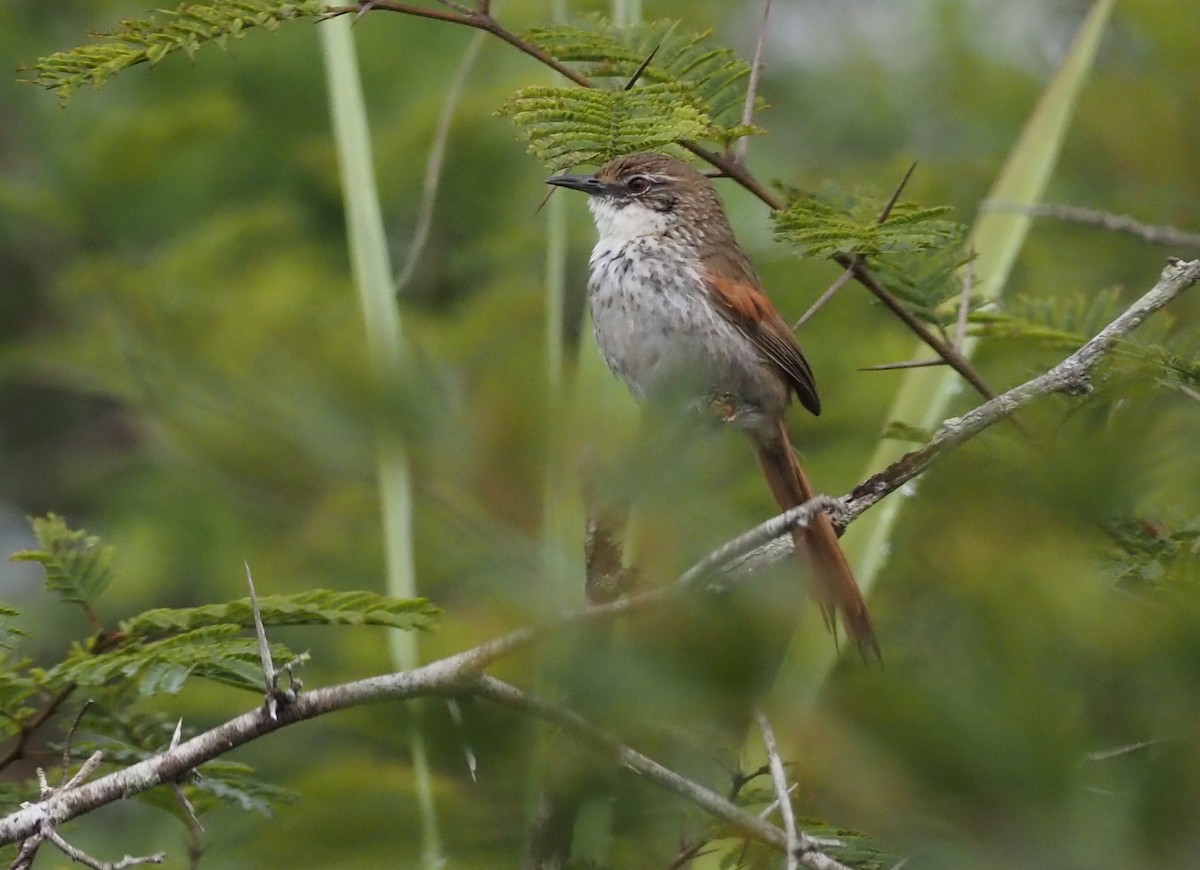 Chinchipe Spinetail - Stephan Lorenz