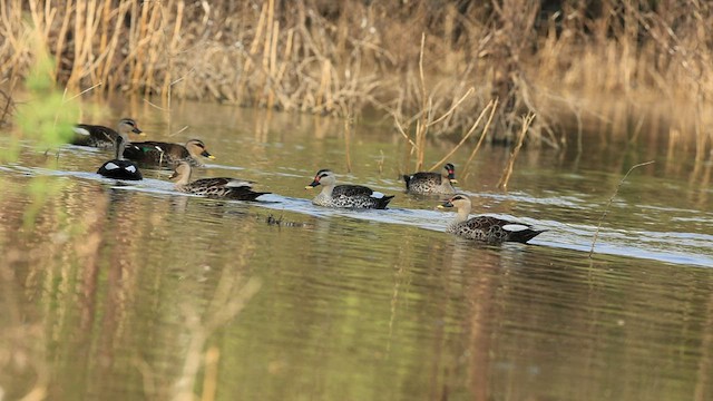 Canard à bec tacheté - ML426263031