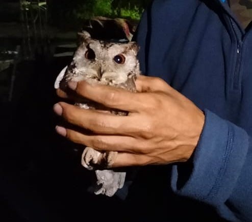 Indian Scops-Owl - ML426264291