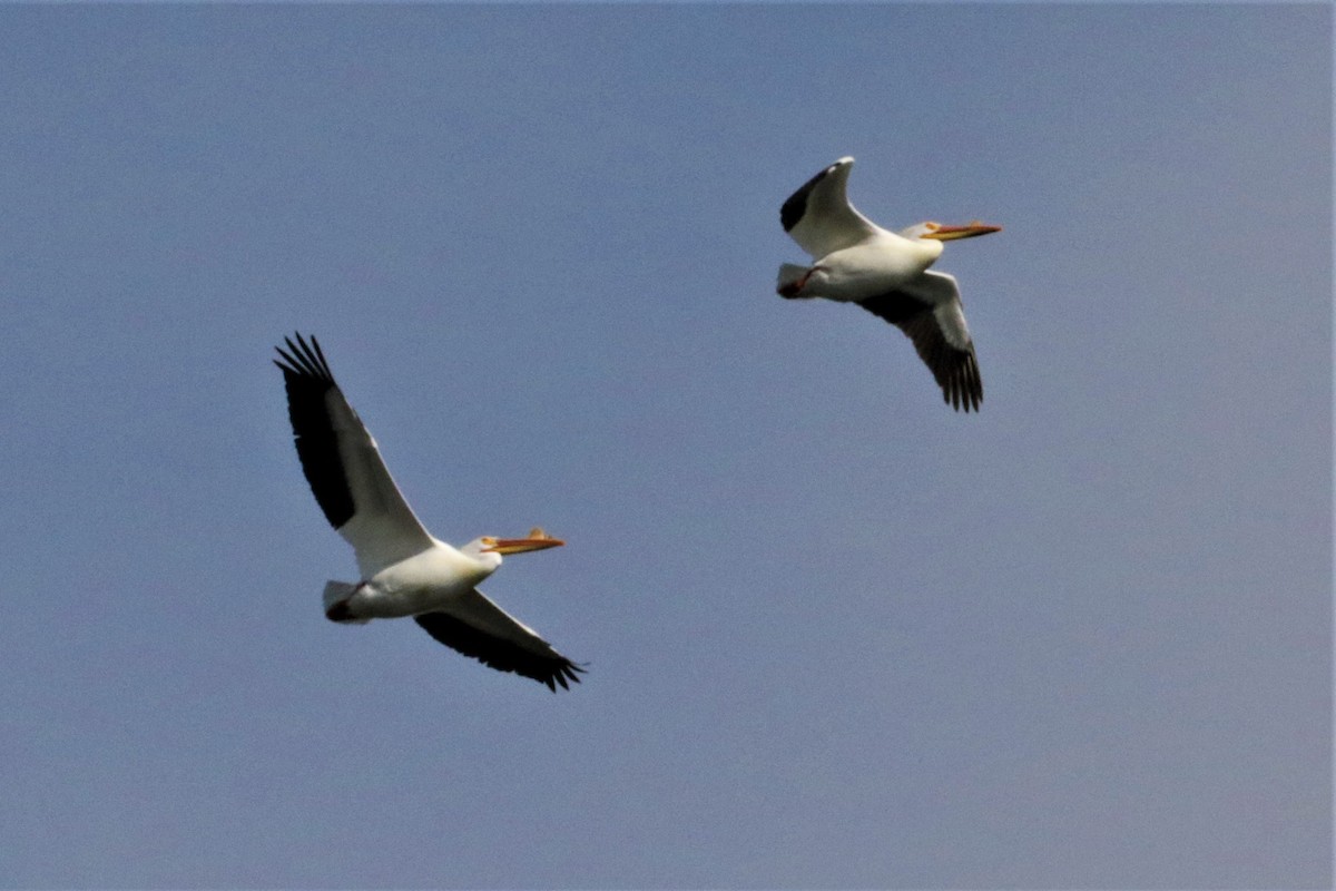 pelikán severoamerický - ML426264461