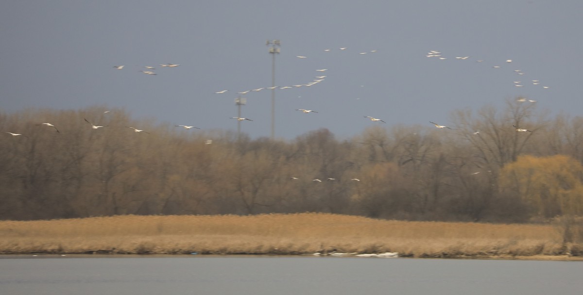 American White Pelican - ML426264721