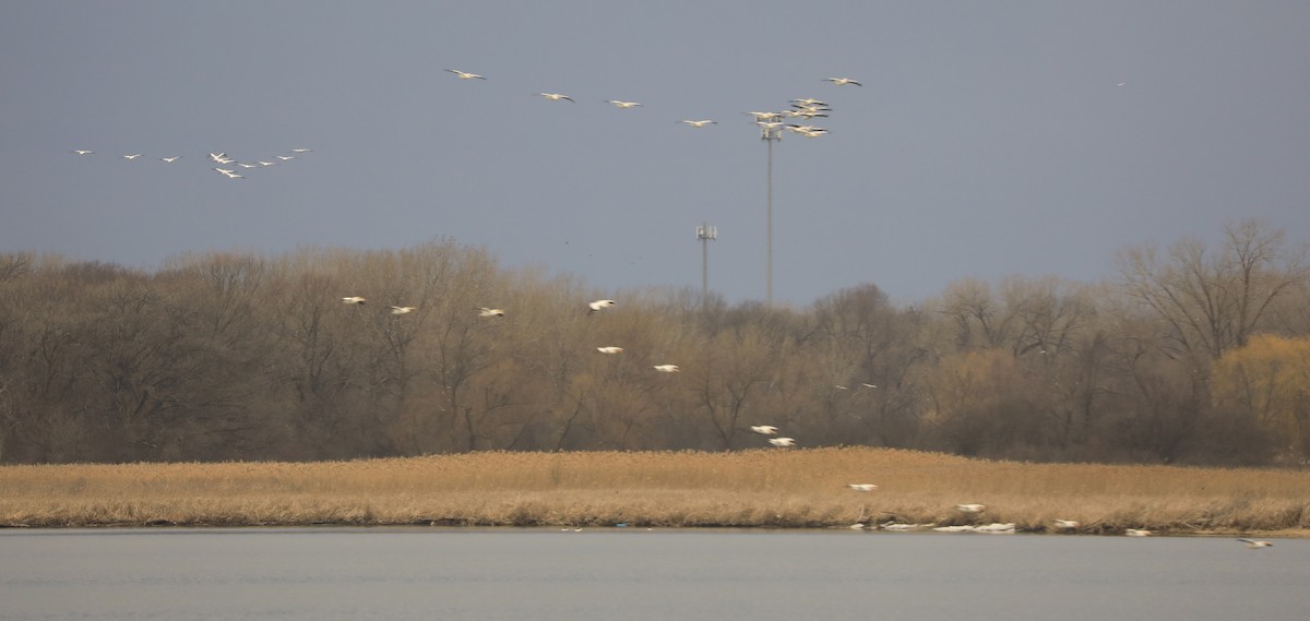 American White Pelican - ML426264771