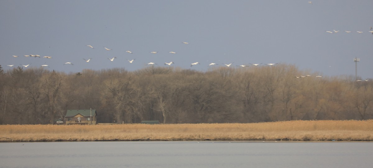 American White Pelican - ML426264791