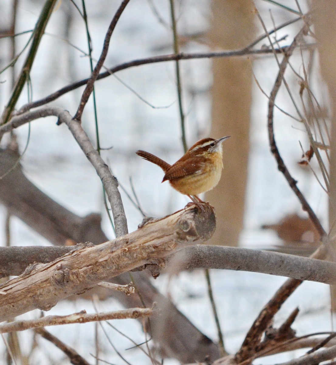 Carolina Wren - Jean and Bob Hilscher